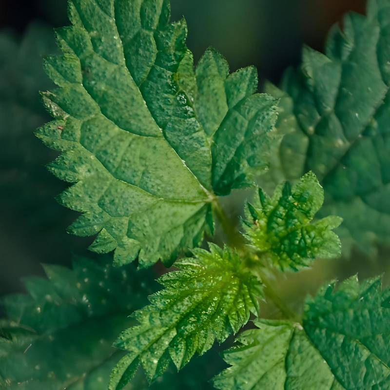Nettle Extract