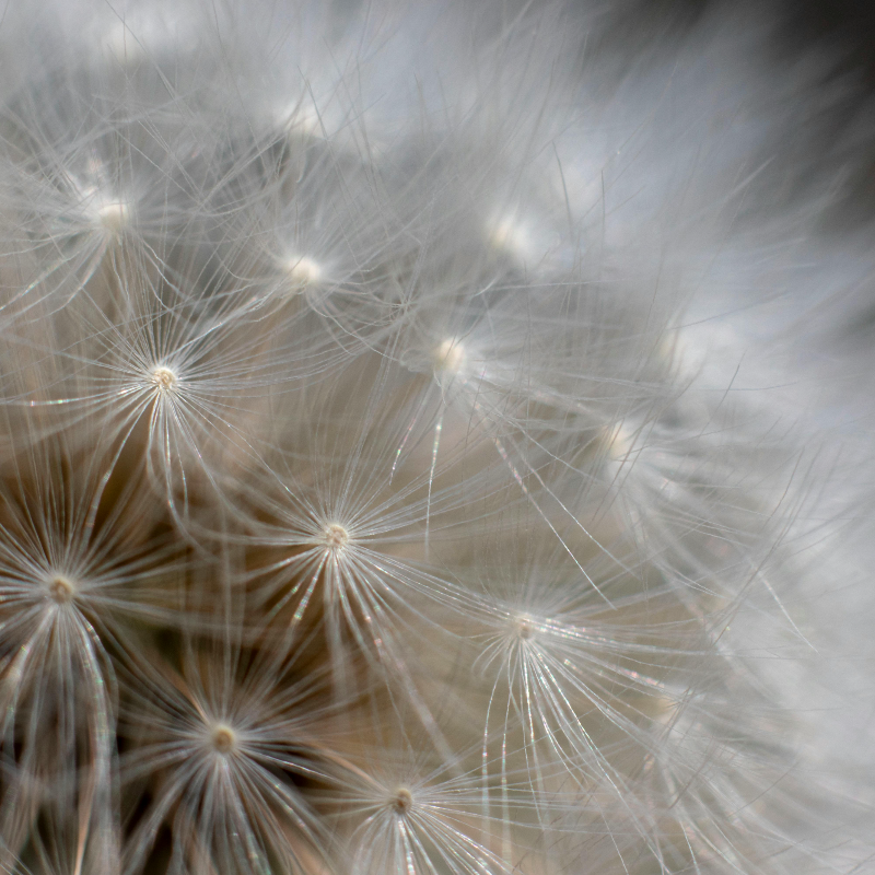 Dandelion